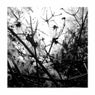 Irradiance