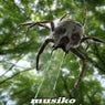 Aracnofobia