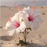 Sirroco Hibiscus