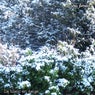 Le blanc en neige