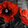 Poppy
