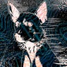 PERRO RAVEROSO REMIXES