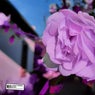 Purple Leaves