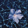 Blue Jasmine