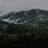 Forest Life