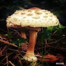 Mushroom Much? LP