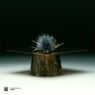 Curation Two: D.Dan