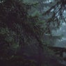 Rainforest