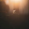 Firefly