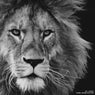 El Leon