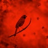 Cardinal