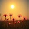 You're My Sunshine