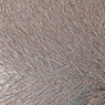 Mouflon Reclining