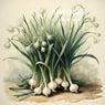 Baby Onions