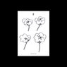 Poppies