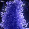Chromatids