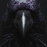 Raven