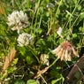 Das ist Januar (Spring Clover version)