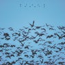 Pluck Theory