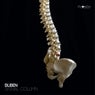 Spinal Column