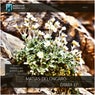 Draba