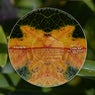 Lines EP