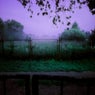 Purple Forest