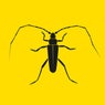 Longhorn Beetle EP