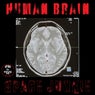 Human Brain