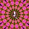 Discogroove