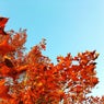 The leaves are turning red