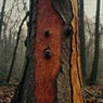 Bark