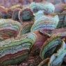 Versicolor