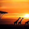 Safari (Ethnic Deep House)