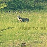 Free to Be