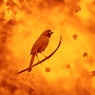 Cardinal Drums Version