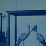 Vertebrate VA Series: 01