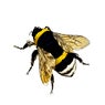 Honey So Sweet