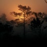 Golden Leaves - Sarah Watson Rework