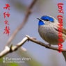 Eurasian Wren (UK)
