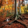 mycorrhiza