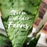 Ferns