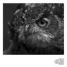 Son of a Bird