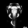 The Elephant Ep