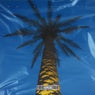 palm grove