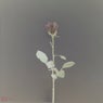 Isolation (Remixes)