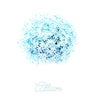 Allium