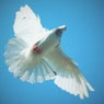 In my Spirit (Back to Church)