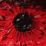 scarlet