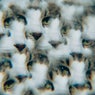 Kaleidoscopic Drop